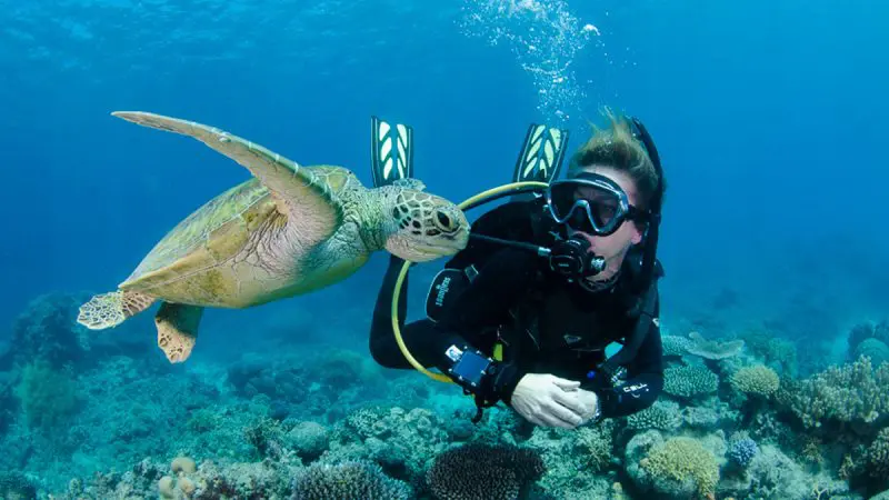 Scuba diver observing a sea turtle on the vibrant Silverswift Outer Barrier Reef, top snorkelling and diving cruise adventure Australia.