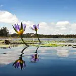 Purple water lilies bloom above a serene lake, showcasing the stunning scenery of a 1 Day Noosa Everglades Explorer tour.