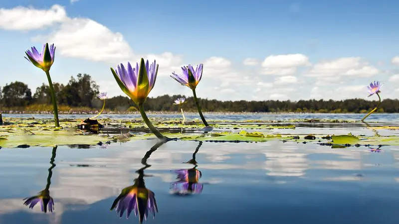 Purple water lilies bloom above a serene lake, showcasing the stunning scenery of a 1 Day Noosa Everglades Explorer tour.