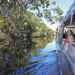 A scenic eco safari boat with tourists glides through Noosa Everglades’ pristine waters under a clear blue sky, Queensland, Australia.