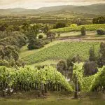 Vineyards on lush rolling hills in Yarra Valley, ideal for relaxed winery tours and wine tasting beneath a picturesque cloudy sky.