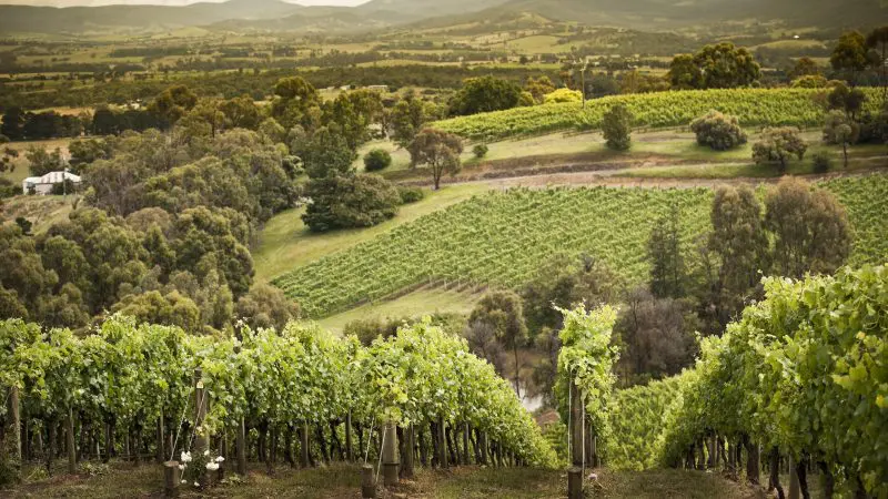 Vineyards on lush rolling hills in Yarra Valley, ideal for relaxed winery tours and wine tasting beneath a picturesque cloudy sky.