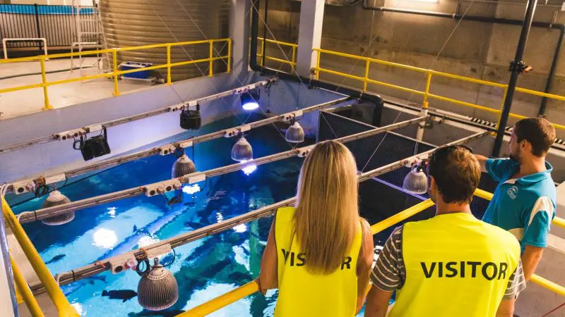 Three visitors in bright yellow vests watch diverse marine life from above during a Marine Life Encounter with gourmet two-course lunch.