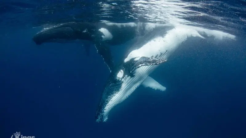 Pair of humpback whales swimming together in pristine blue ocean during Full Day Whale Shark and Humpback Whale Interaction Tour.