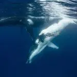 Experience two majestic humpback whales swimming serenely underwater on a Full Day Whale Shark and Humpback Interaction Tour.