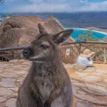 Scenic Wineglass Bay Full Day Tour: kangaroo on a stone footpath with panoramic bay views and majestic mountains in Richmond, Tasmania.