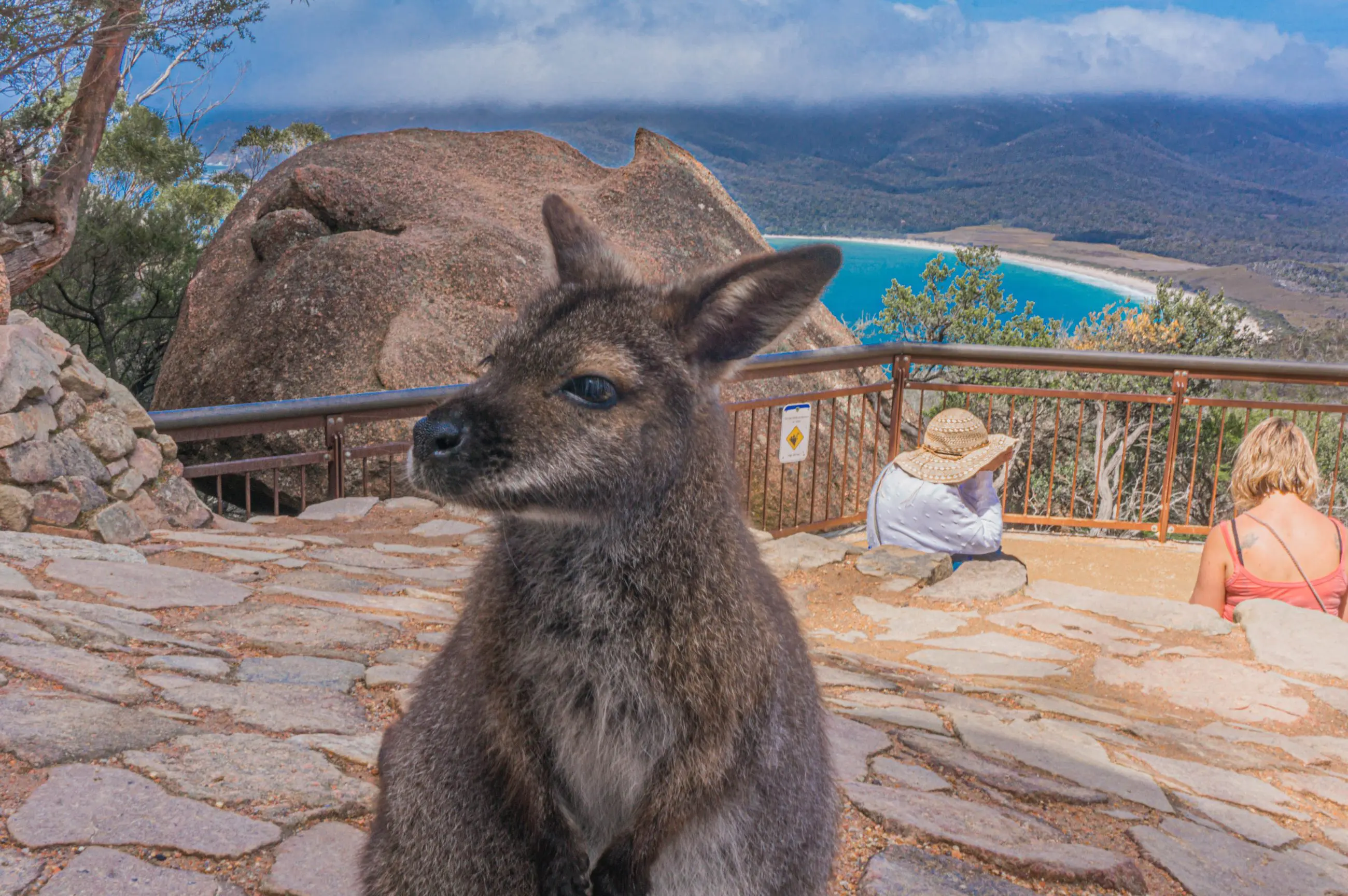 Scenic Wineglass Bay Full Day Tour: kangaroo on a stone footpath with panoramic bay views and majestic mountains in Richmond, Tasmania.