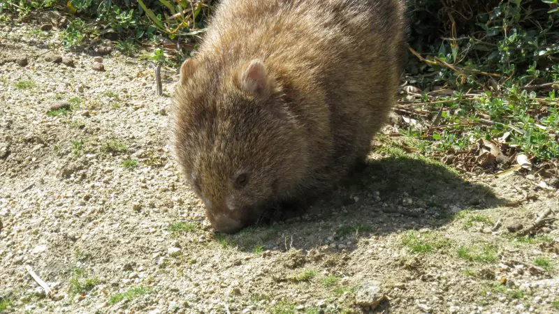 A brown wombat explores lush greenery on a Wineglass Bay Full Day Tour near Richmond, Tasmania, sniffing the ground for food.