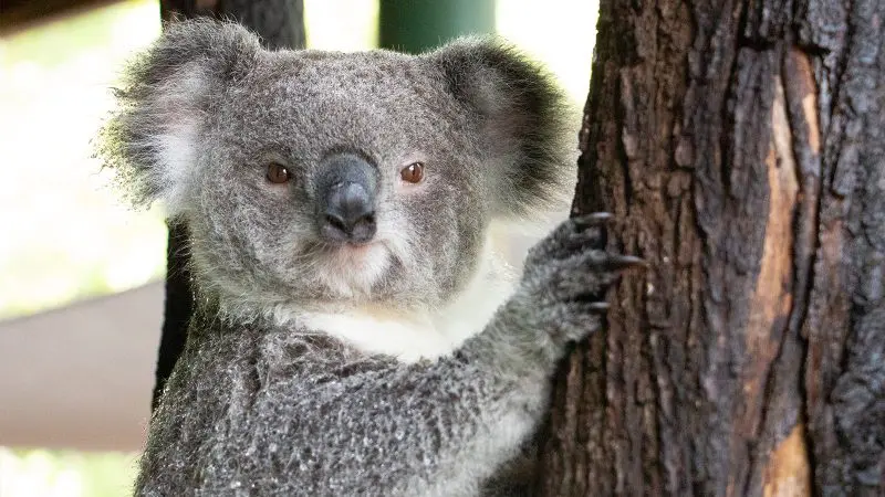 Koala gripping a eucalyptus tree, looking at the camera on a Cape Tribulation Daintree Wilderness Tour in lush Australian rainforest.