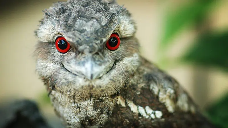 Close-up of a tawny frogmouth bird with striking red eyes, photographed during a Cape Tribulation Daintree Wilderness Tour.