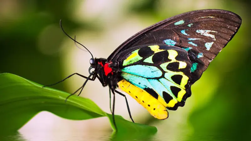 Vibrant butterfly with black, yellow, green, and blue wings perched on a leaf by Grand Kuranda’s scenic waters at the shoreline.