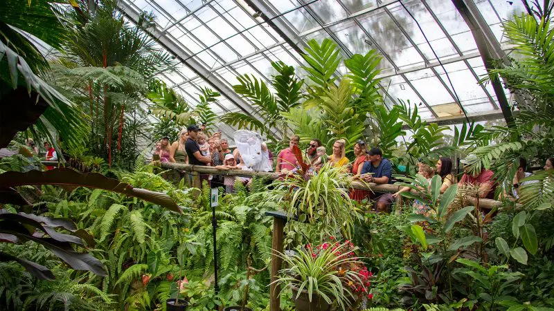 Visitors on a bridge inside a vibrant greenhouse Butterfly Sanctuary, surrounded by exotic tropical plants beneath an impressive glass roof.