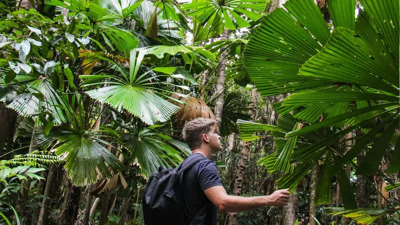 Adventurer with a black rucksack hikes through lush, tropical jungle on a Cape Tribulation Daintree Wilderness Tour in Australia.