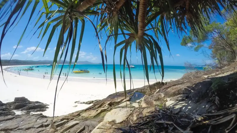 whitehaven beach with palmtrees