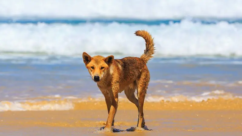 A happy brown dog stands on wet sand at a pristine beach, soaking in stunning Fraser Island views like those on the Fraser Experience One Day Tour.