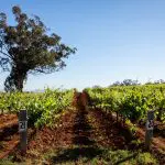Discover lush rows of grapevines, marked posts, and a grand tree on the 1 Day Hunter Valley Scenic Wine Tour experience.