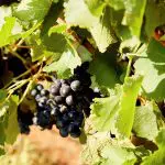 Lush clusters of ripe dark purple grapes on vineyard vines glisten in sunlight, perfect for a scenic 1 Day Hunter Valley Wine Tour.