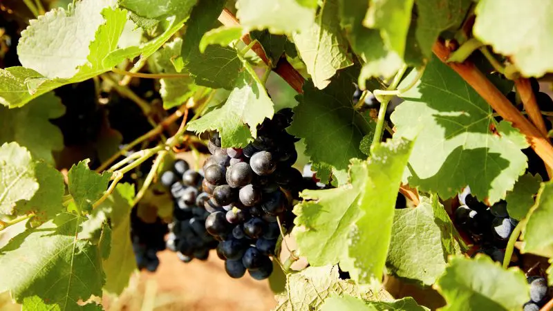 Lush clusters of ripe dark purple grapes on vineyard vines glisten in sunlight, perfect for a scenic 1 Day Hunter Valley Wine Tour.