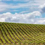 Lush rows of grapevines line a sunlit hillside vineyard in Hunter Valley, ideal for an unforgettable 1 Day Scenic Wine Tour experience.