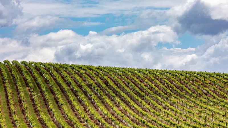 Lush rows of grapevines line a sunlit hillside vineyard in Hunter Valley, ideal for an unforgettable 1 Day Scenic Wine Tour experience.