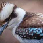 Stunning close-up of a kookaburra with distinctive brown, blue, and white feathers during our Blue Mountains Sunset Tour adventure.