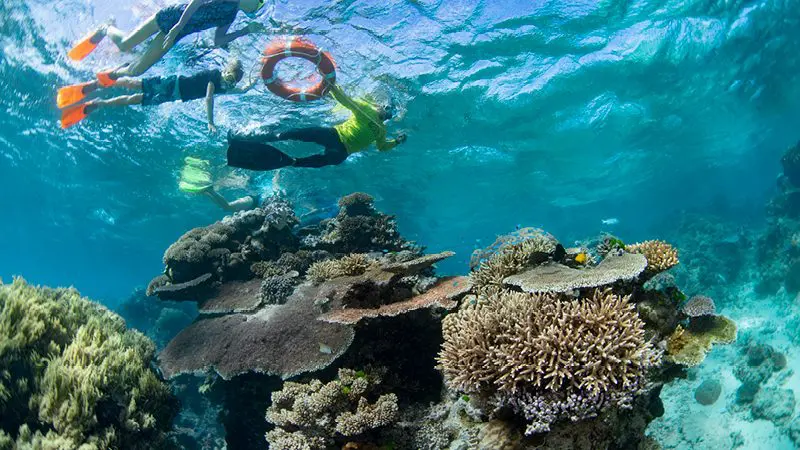 Snorkellers explore colourful coral reefs by the Reef Magic Outer Barrier Reef Pontoon, holding a life ring in clear tropical waters.