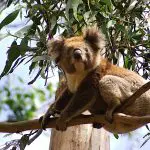 Encounter a wild koala resting on a tree branch during your 1 Day Great Ocean Road Tour with Go West, gazing at the camera.