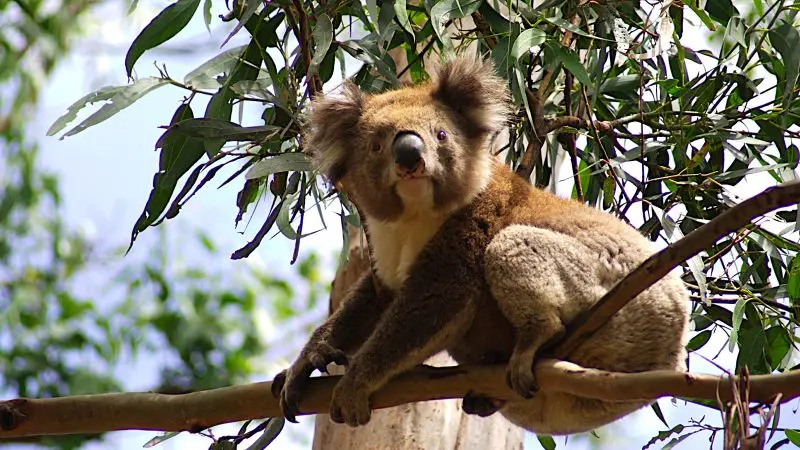 Encounter a wild koala resting on a tree branch during your 1 Day Great Ocean Road Tour with Go West, gazing at the camera.