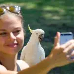 A happy woman takes a selfie with a white cockatoo on a 1 Day Great Ocean Road Rainforest Tour, capturing unforgettable moments.