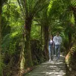 A couple walks along a scenic wooden boardwalk through lush green forest on the 1 Day Great Ocean Road Reverse Eco Tour adventure.