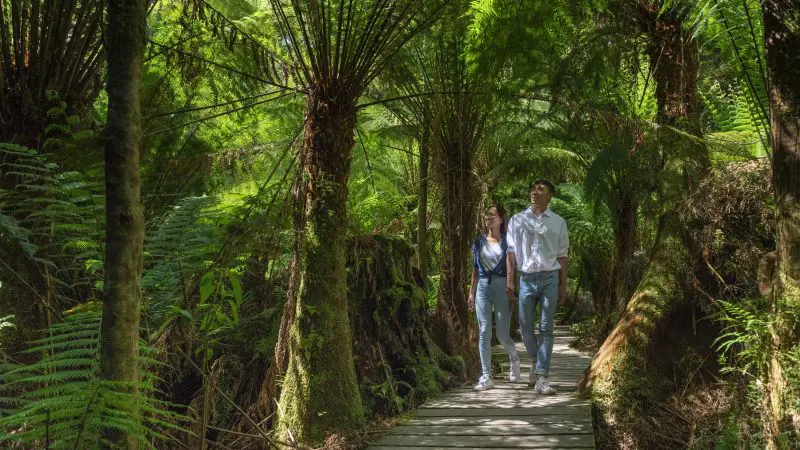 A couple strolls along a scenic wooden boardwalk on the 2 Day Great Ocean Road Melbourne to Adelaide tour, surrounded by lush green forest.
