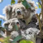 Mother koala cuddling joey in eucalyptus tree, featured on the 1 Day Great Ocean Road Reverse Eco Tour—unforgettable wildlife sighting.