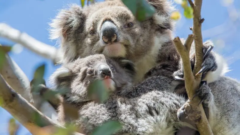 Mother koala cuddling joey in eucalyptus tree, featured on the 1 Day Great Ocean Road Reverse Eco Tour—unforgettable wildlife sighting.