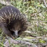 Spiky-furred echidna foraging along the Great Ocean Road during a top-rated Melbourne sunset tour, wildlife spotting experience.