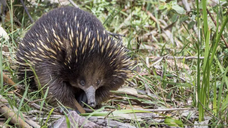 A wild echidna with distinctive brown and yellow quills foraging on the 1 Day Great Ocean Road Reverse Eco Tour in Australia.