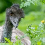 Close-up of an emu with ruffled feathers peering through lush green foliage on the iconic 2 Day Great Ocean Road Melbourne to Adelaide tour.
