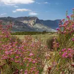 Vibrant pink wildflowers flourish beneath dramatic mountains and blue skies along the 3 Day Great Ocean Road Melbourne to Adelaide tour.