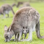 A joey peeks from its mother’s pouch as kangaroos graze on a 3 Day Great Ocean Road Grampians Explorer tour in Australia.