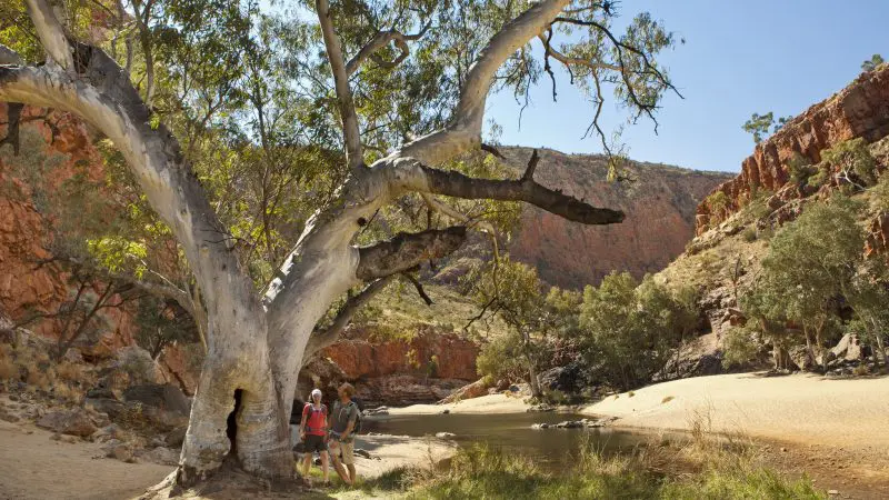 Three hikers explore a sunlit desert creek on the iconic 4 Day Uluru, Kata Tjuta, Kings Canyon & West MacDonnell tour adventure.