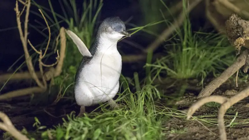 A little penguin stands in lush green grass under the night sky at the famed Phillip Island Penguin Parade, a top Melbourne attraction.