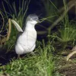 A little penguin stands on lush green grass at night, similar to the Phillip Island Penguin Parade Koalas and Penguins Plus Viewing.