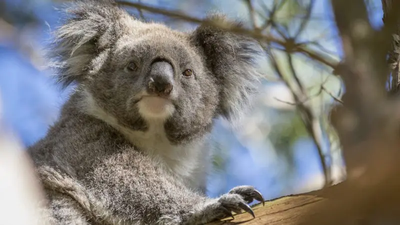 A wild koala clings to a eucalyptus branch on the iconic Great Ocean Road between Melbourne and Adelaide—top wildlife attraction route.