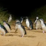 Little blue penguins waddle across sandy shores at night during the famous Phillip Island Penguin Parade 1 Day tour experience.