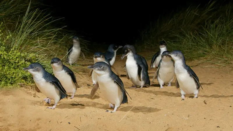Little blue penguins waddle across sandy shores at night during the famous Phillip Island Penguin Parade 1 Day tour experience.