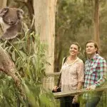 Happy couple admiring koalas perched in a tree during the popular 1 Day Phillip Island Penguin Parade and Koalas General Viewing tour.
