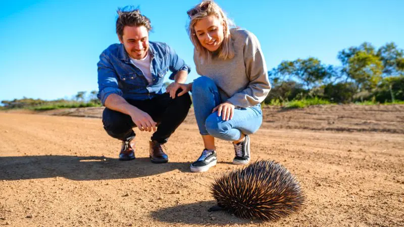 Two travellers crouch on a dirt road during a 7-Day Perth to Exmouth Ningaloo Reef Tour, smiling at a wild echidna in Western Australia.