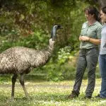 Three travellers observe an emu on green grass during a 3-Day Great Ocean Road and Grampians Explorer tour from Melbourne.