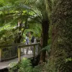 A couple enjoys vibrant ferns on a wooden bridge during a 3 Day Great Ocean Road Melbourne to Adelaide Explorer tour adventure.