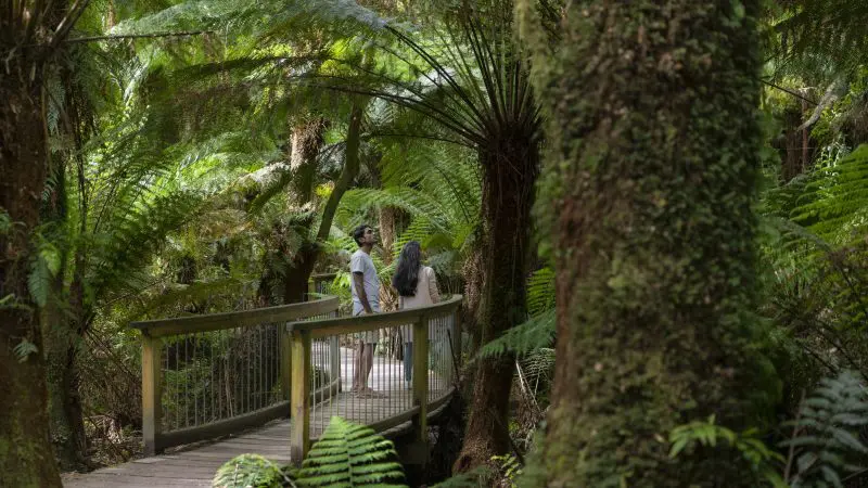 Two adventurers on a wooden bridge admire vibrant ferns during a 3 Day Great Ocean Road and Grampians Explorer tour.