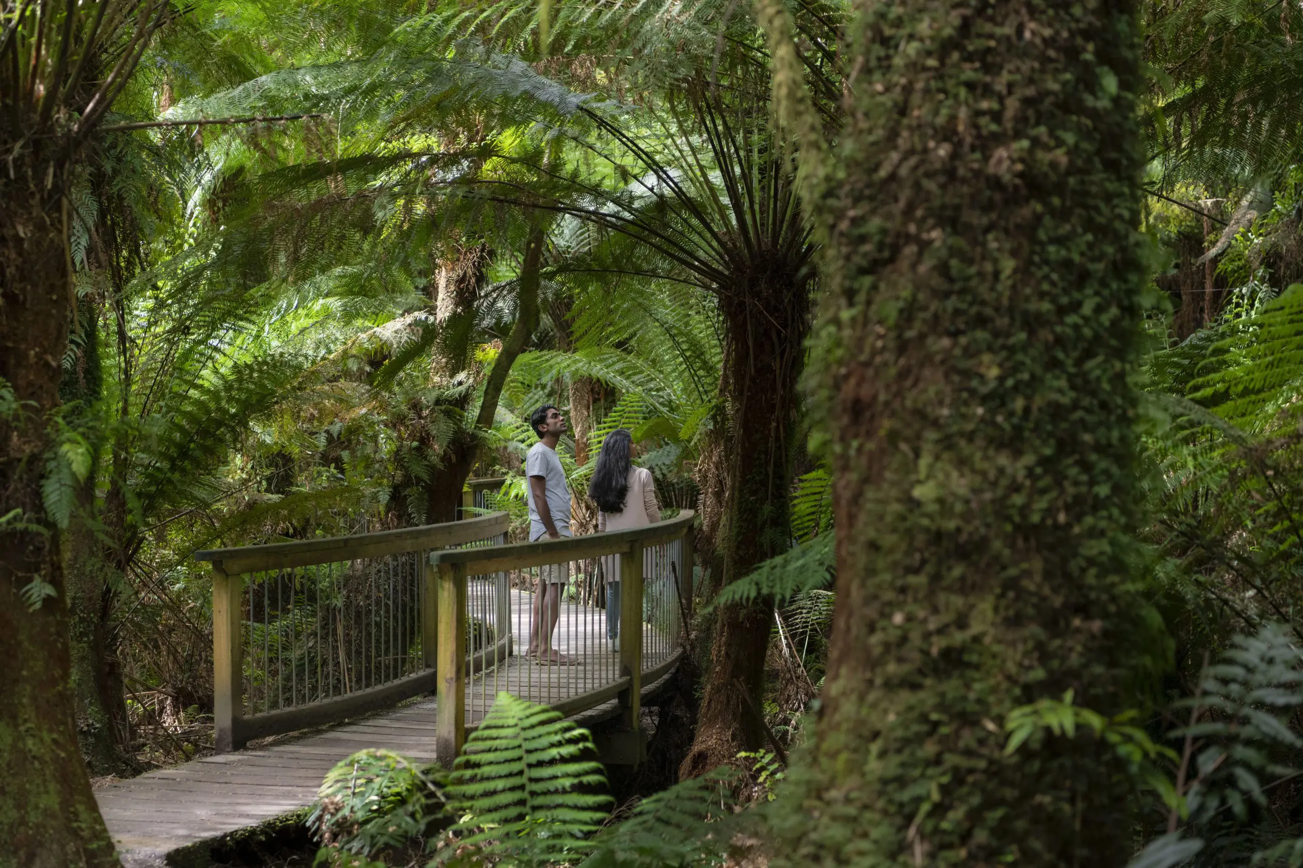 A couple enjoys their 3 Day Great Ocean Road Overland Journey, standing on a wooden bridge amid lush green ferns and scenic nature.